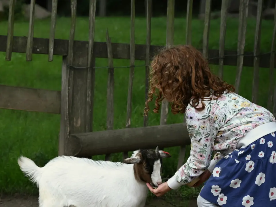 A girl feeding a young goat